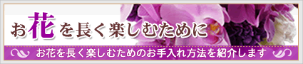 お花のお手入れ方法