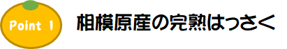 Point1.相模原産の完熟はっさく